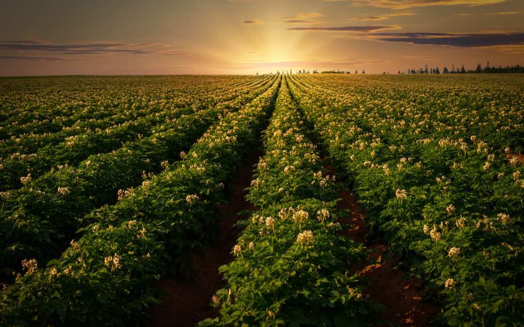Sunset over a potato field