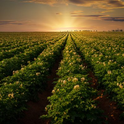Sustaining the Potato Sustainability Momentum