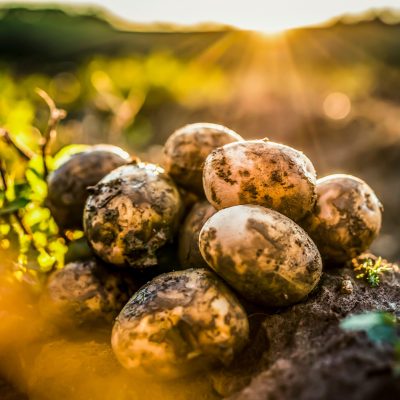 Breeding Success with Sustainable Potato Cultivars