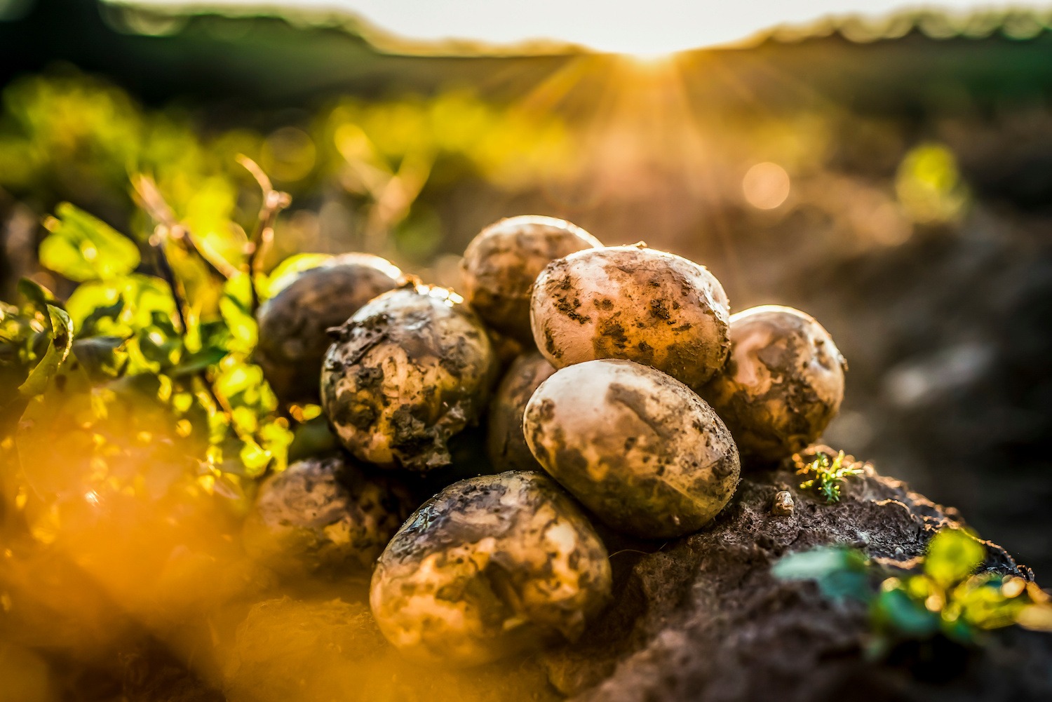 Breeding Success with Sustainable Potato Cultivars | Potato ...