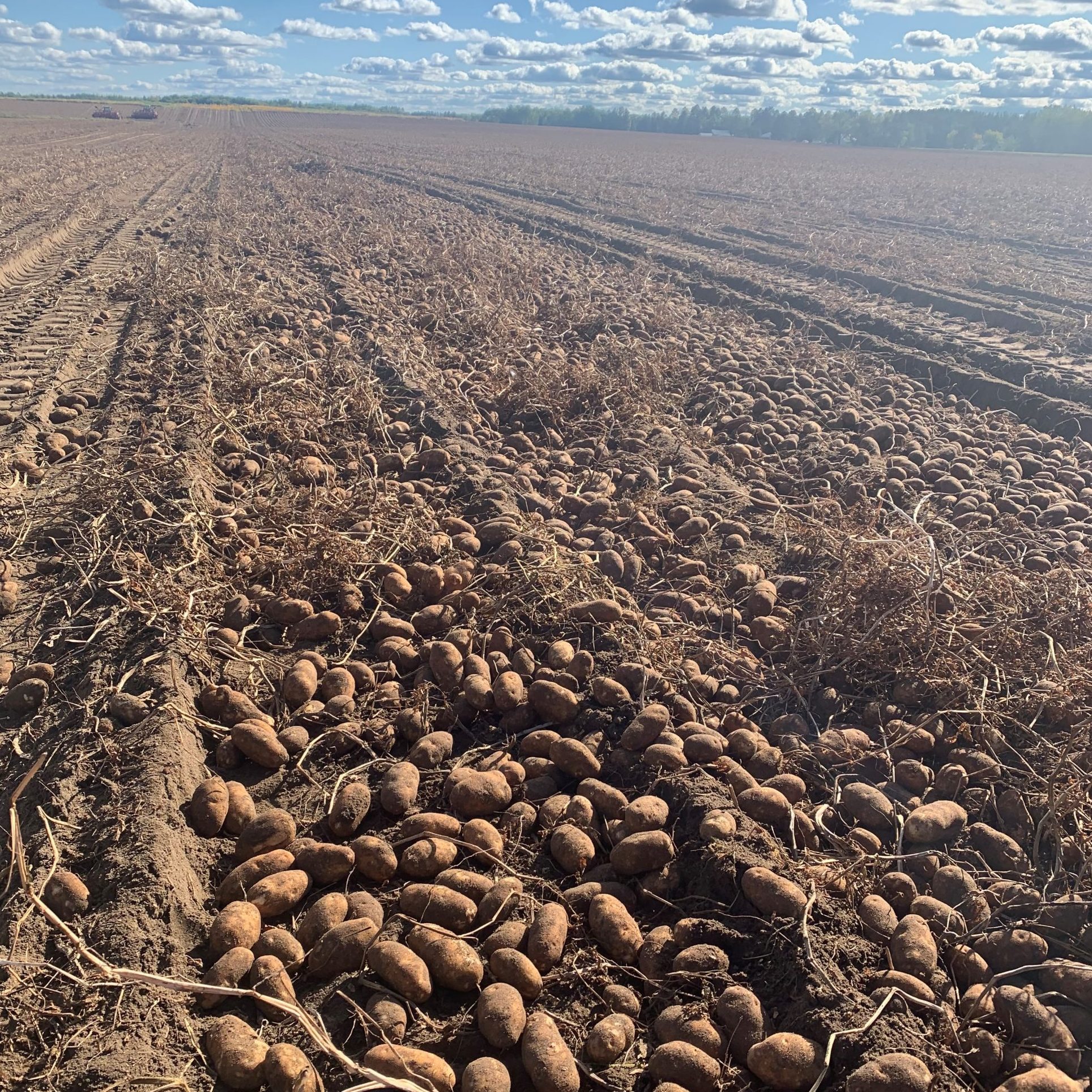 LF-potato-field
